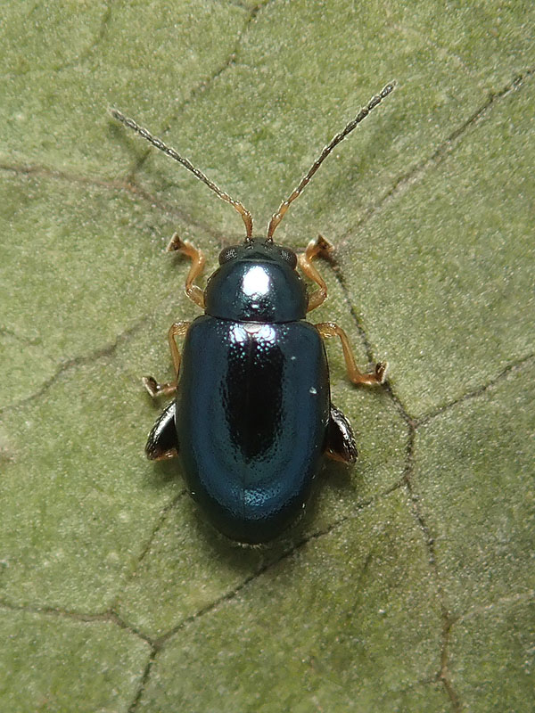 Chrysomelidae Alticinae: cfr. Aphthona sp.